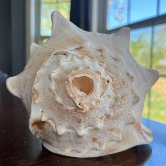 Cassis Cornuta Queen Horned Helmet Shell - Picture 4 of 16